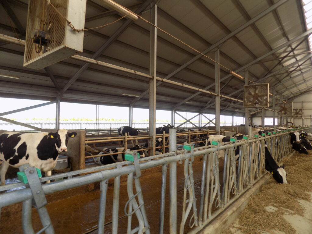 Доилни рекорди с DeLaval 4 cacm dscn0524