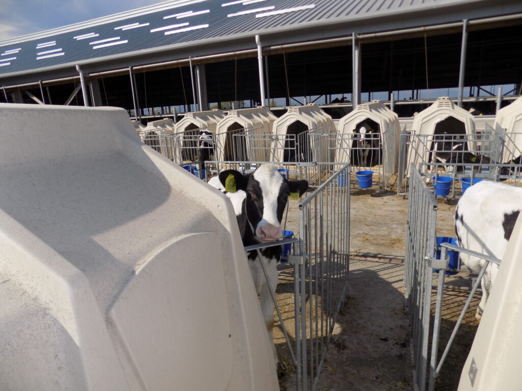 Доилни рекорди с DeLaval 6 cvls dscn5310