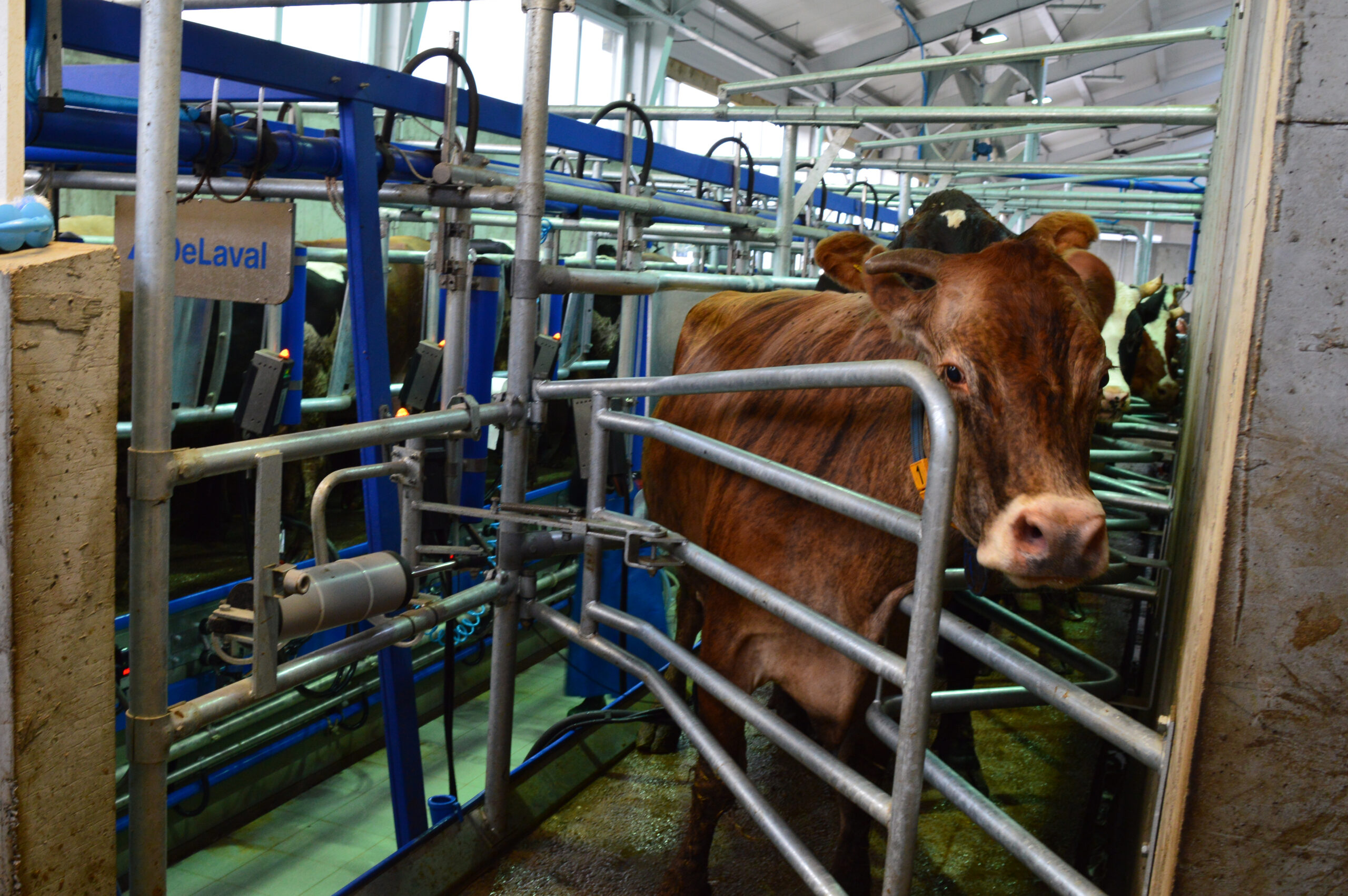 DeLaval Рибена кост 30°