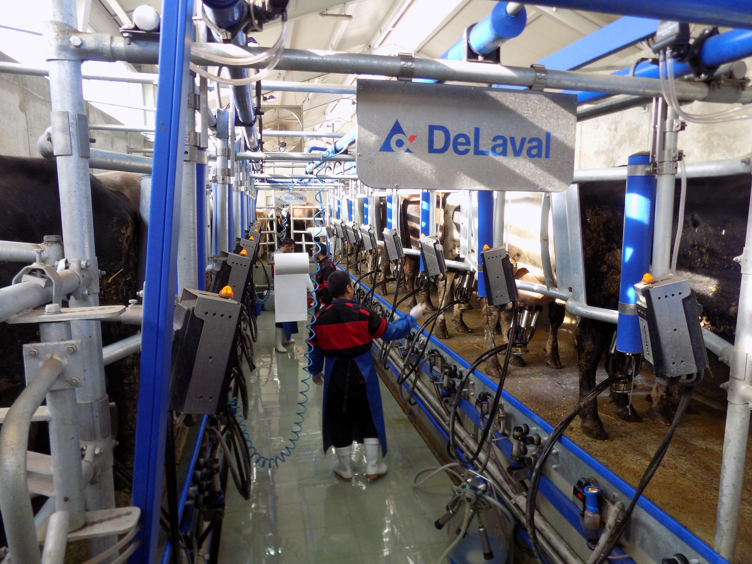 DeLaval Рибена кост 30°