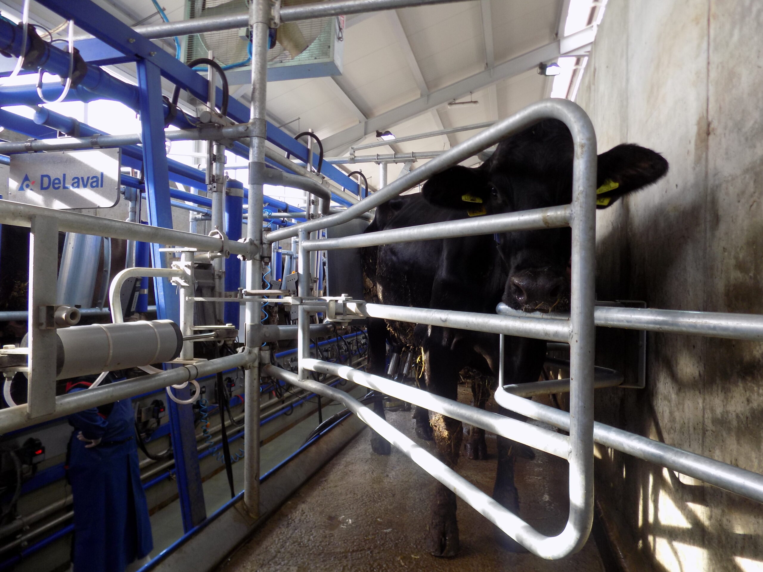 DeLaval Рибена кост 30°