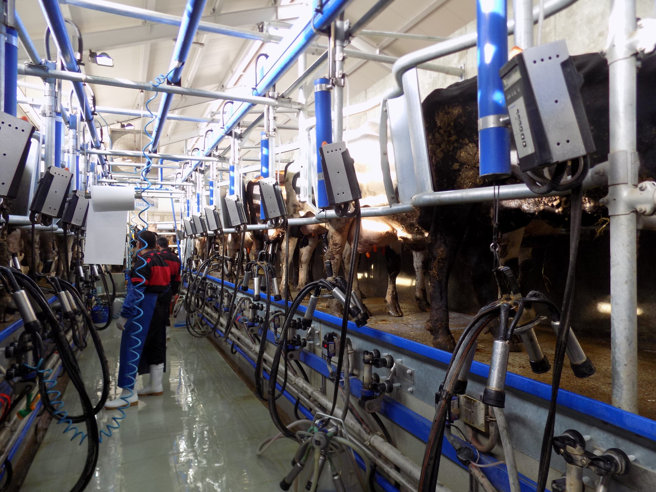 DeLaval Рибена кост 30°