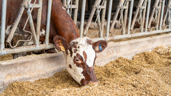 cow