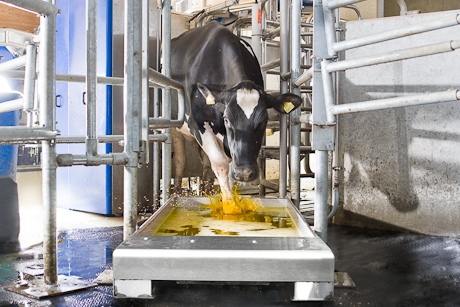 Автоматична вана за почистване и дезинфекция на копита DeLaval AFB1000